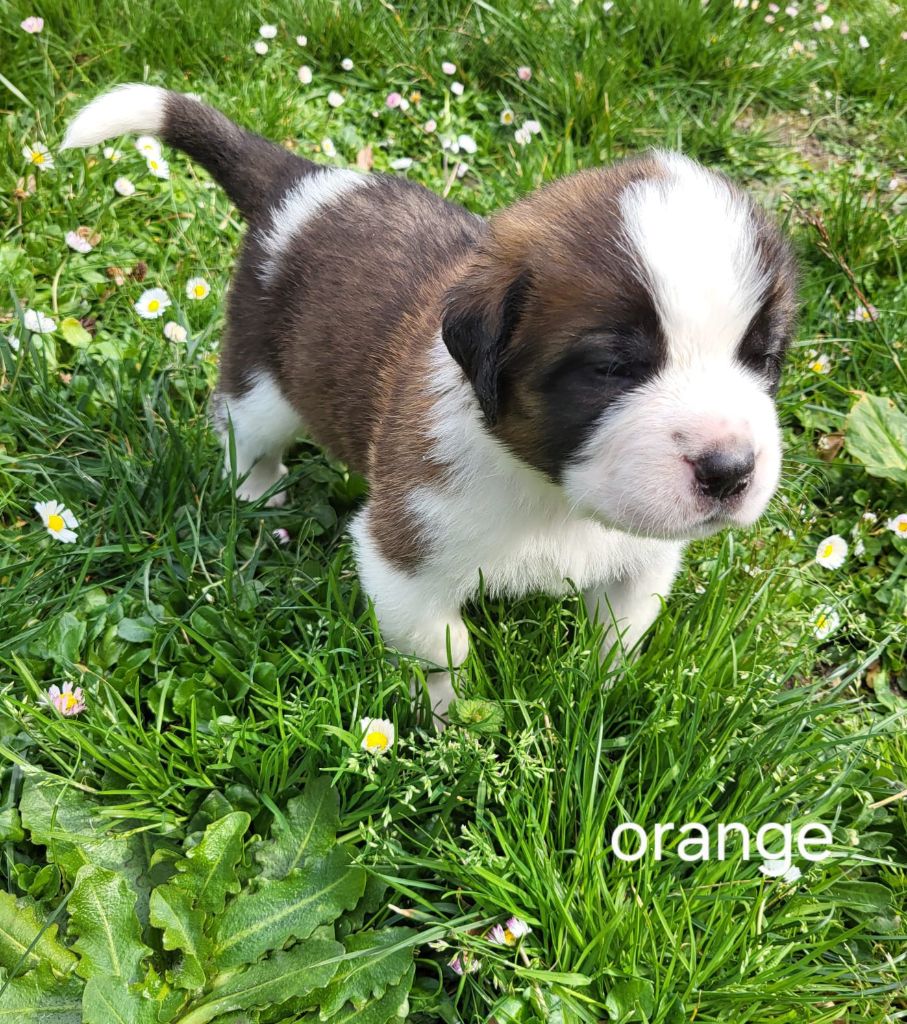 Des Vignes Du Veron - Chiots disponibles - Chien du Saint-Bernard