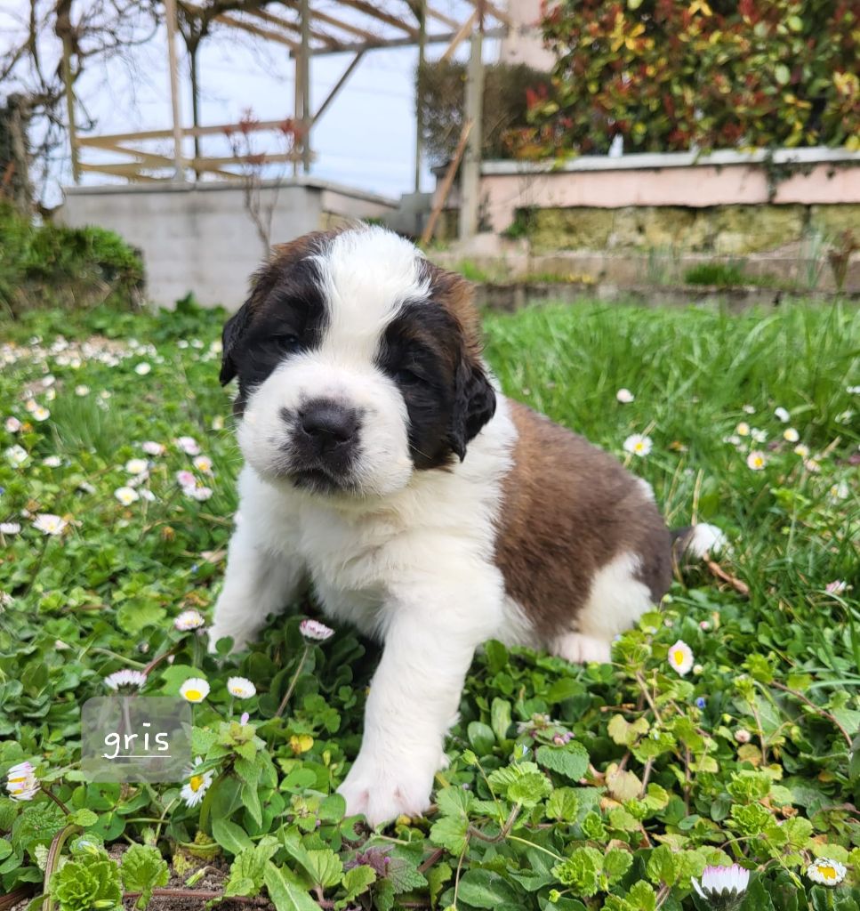 Des Vignes Du Veron - Chiots disponibles - Chien du Saint-Bernard