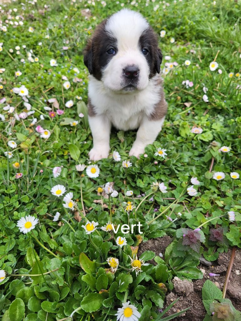 Des Vignes Du Veron - Chiots disponibles - Chien du Saint-Bernard