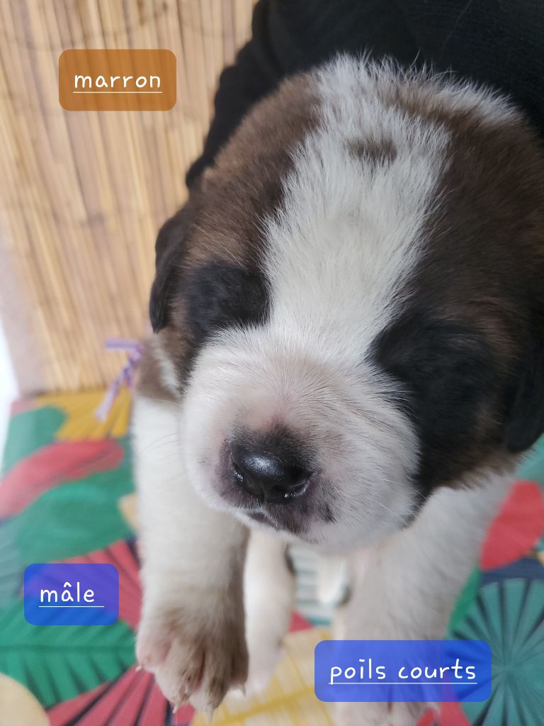 Des Vignes Du Veron - Chiots disponibles - Chien du Saint-Bernard