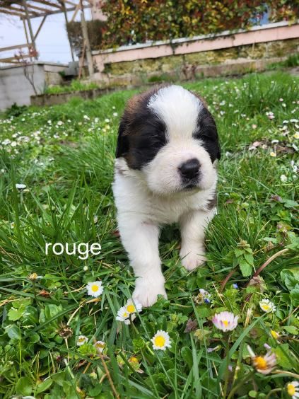 Des Vignes Du Veron - Chiots disponibles - Chien du Saint-Bernard