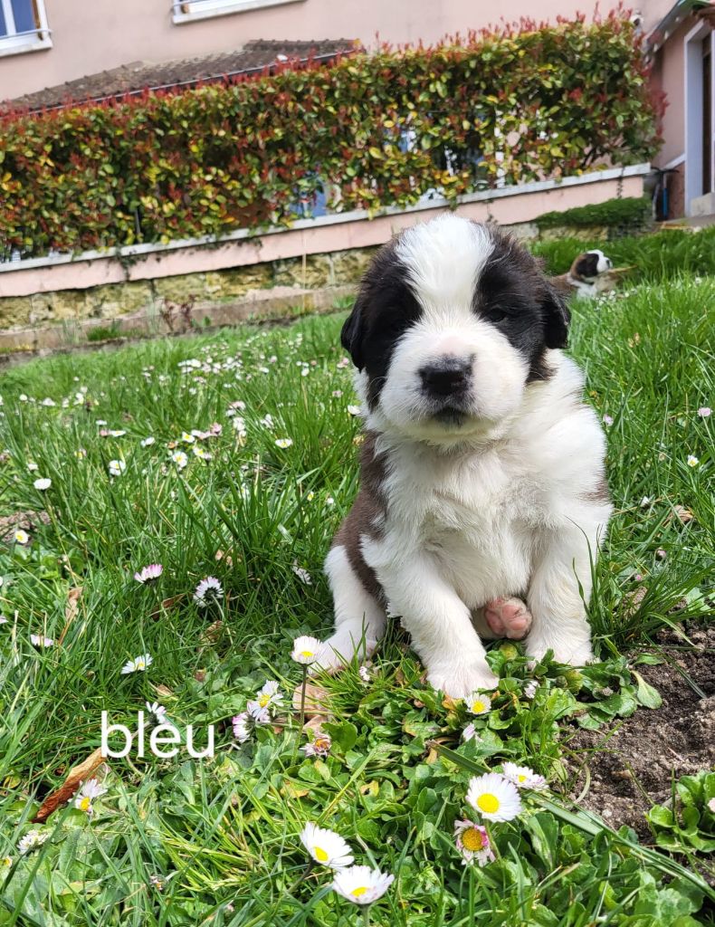 Des Vignes Du Veron - Chiots disponibles - Chien du Saint-Bernard