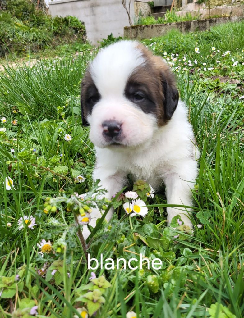 Des Vignes Du Veron - Chiots disponibles - Chien du Saint-Bernard